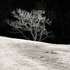 20110224094918-tree_lines__2