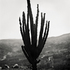 20110224095218-tree_lines__3
