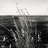 20110224095648-tree_lines__4