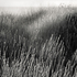 20110224095932-tree_lines__5