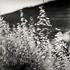 20110224100630-tree_lines__6