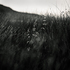 20110224100941-tree_lines__7