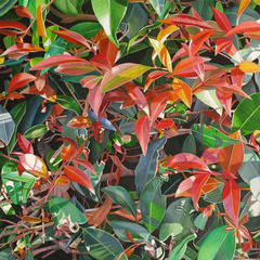 Red & Green Leaves,Astrid Preston