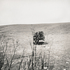 20110224101257-tree_lines__8