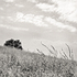 20110224101902-tree_lines__9
