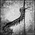 20110125172957-dead_millipede_copy