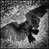 20110125173046-dead_vulture__3__copy