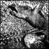20110125173229-deer_w_spine