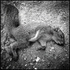 20110125173320-fresh_dead_squirrel_via_phone_copy