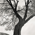 20110224102433-tree_lines__12