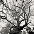 20110224102744-tree_lines__13