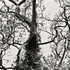 20110224103401-tree_lines__15