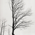20110224103744-tree_lines__23