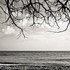 20110224103927-tree_lines__16