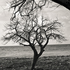 20110224104133-tree_lines__20