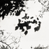 20110224225835-tree_lines__25