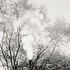 20110224230308-tree_lines__24