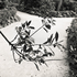 20110224230523-tree_lines__19