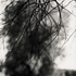 20110224231013-tree_lines__14