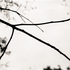 20110224231439-tree_lines__26