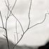 20110224231707-tree_lines__29