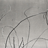 20110224232006-tree_lines__28