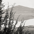 20110224233432-tree_lines__17