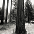 20110224233659-tree_lines__21