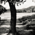 20110224233856-tree_lines__22