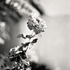 20110224234200-tree_lines__30