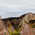 20110126103652-joshuatree2