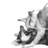 Perros