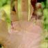 20110128130532-thanks_sturman__tag__