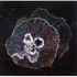 20110128181818-jellyfish2