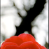 20110129120627-01_print