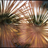 20110129171355-there_is_something_in_my_eye_lr