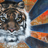 20110130094828-letigre