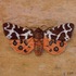 20110202081823-garden_tiger_moth__07__6_22_x6_22_