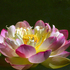 20110203102028-pink_lotus_