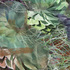 20110203221059-cactus_dance12x18
