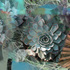 20110203223247-succulent_medley12x18