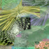 20110204130330-cactus_danceii12x18