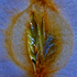 20110204145908-la_pomme_gala__300_