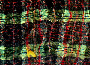 20110205123739-500_blanket_and_yellow_leaf_5000x3576