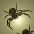20110205134630-the_arachnids_exit__300_