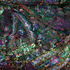 20110206171207-375_paisley_5000x---