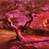20110207143635-japanese_maple