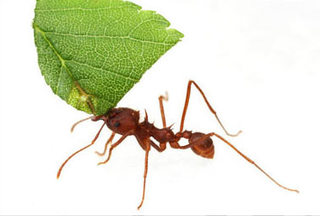 Leafcutter ant, Atta texana (Texas),Alex Wild