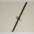 20110210211714-bluebirdofhappiness