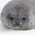 20110212124335-_fe__weddell_seal_pup